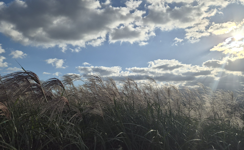Sangumburi on October 6, 2026. The silver-grass plumes were already looking full.